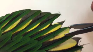 Correct way to trim parrot wing