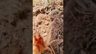 Angry camel spider screaming (IN THE WILD) #shorts