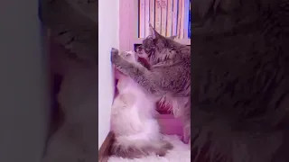 Kedilerin Aşkı 😻 Love of Cats