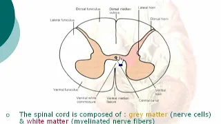 8 Spinal Cord in Transverse Section                   Neuroanatomy 8