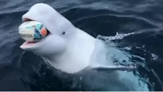 Beluga whale playing fetch with a rugby ball