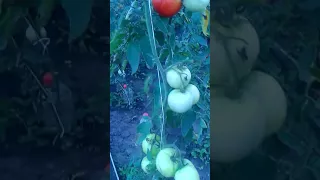 Мои томаты 2017 года