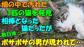 畑の中で汚れた1匹の猫を発見！天涯孤独な俺の相棒となった猫だったが、数日後、ボサボサの男が現われて・・俺は奇跡を起こすことになったんだ【猫の不思議な話】