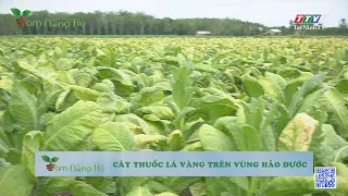 Cây thuốc lá vàng trên vùng Hảo Đước | Tam nông ký | TayNinhTV