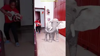 Giant Elephant attack Marvelous in the room vs Junya1gou funny video 😂 TikTok 2021 Try not to laugh