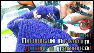 Полный осмотр и чистка дикого крысёнка у ветеринара! 👌 Липа в клинике. 🐭 (Wild Rats|Дикие крысы) 🐭