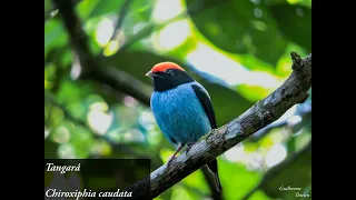 TANGARÁ-DANÇADOR CANTANDO. Chiroxiphia caudata (Swallow-tailed Manakin).