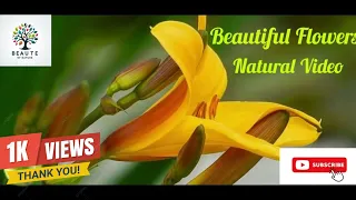 Beautiful Flowers & Butterfly | Relaxing Nature Sounds | Beauty Of Nature