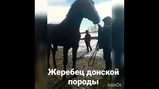 Донская породы Жеребец