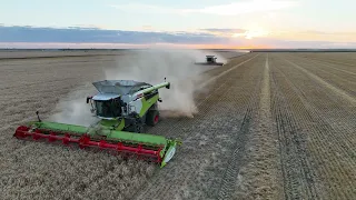 Claas Lexion 8600 harvesting wheat