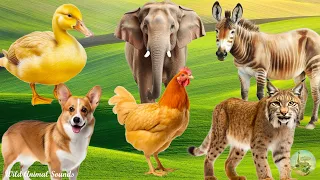 Farm Animal Sounds: Duckling, Hen, Dog, Elephant, Donkey, Cougar - Cute Little Animals