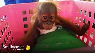 Baby Orangs Are Weighed to Assess Their Health ⚖️ Orangutan Jungle School | Smithsonian Channel