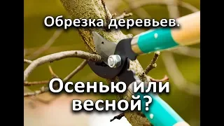 Когда лучше обрезать деревья? Осенью или весной?