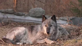 Black Wolf Howls to the Setting Sun