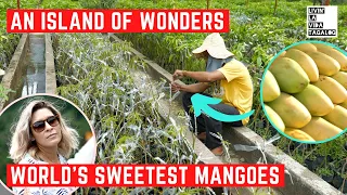 Where Do the World’s SWEETEST Mangoes Come From? 🇵🇭