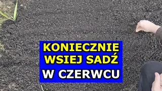 KONIECZNIE Wysiej Sadź te Warzywa w Czerwcu. Co siać sadzić w Czerwcu. Kalendarz Ogrodnika Czerwiec.