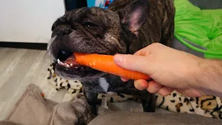 Французский бульдог первый раз пробует морковку