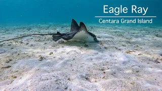 Eagle Ray at Centara Grand Island : snorkeling in the Maldives