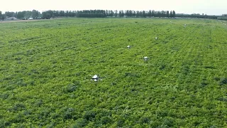 Aolan 30L agricultural drones are spraying