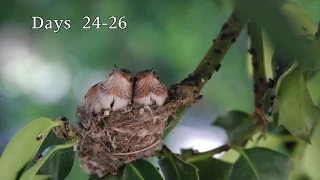 Hummingbird Babies Birth to Fledging the Nest (2)~First Flight~Amazing! UPDATED VERSION