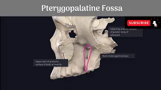 Pterygopalatine Fossa #Anatomy #mbbs #education #bds #headandneckanatomy #fossa