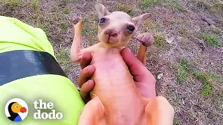 Guy On Motorcycle Saves A Baby Kangaroo | The Dodo