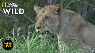 Safari Live - Day 299 | Nat Geo Wild