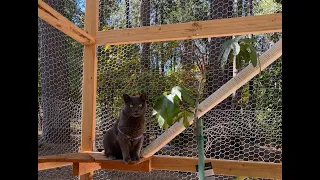 Catio Build