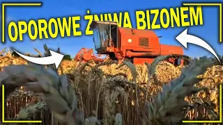 😍Wschodami I Zachodami!😍Piękne Żniwa 2023!😮Bizon z058 Rekord !😁#zniwa2023 #rolnictwo #wakacje