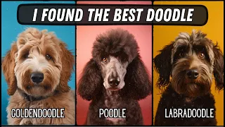 Do you REALLY want a Poodle? (Goldendoodle vs Labradoodle vs Poodle)