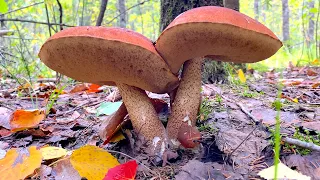 🌳 МОРЕ БЕЛЫХ ГРИБОВ! Плантация подосиновиков! МОЛОДЫЕ БОРОВИКИ! Mushrooms! Timelapse! ASMR!