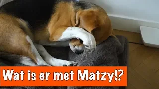 Arme Matzy | DierenpraatTV