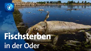 Rätselhaftes Fischsterben in der Oder