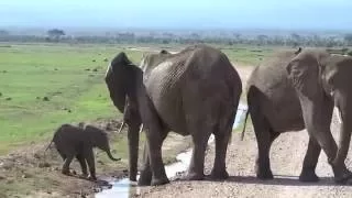 Too cute. This baby elephant is trying to cross the stream