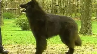 Belgian Sheepdog - AKC Dog Breed Series