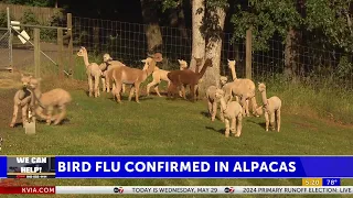 Alpacas test positive for H5N1 bird flu for the first time