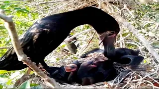 BIRD LITTLE BLACK CORMORANT HAVE YOUR BABY PUT HIS HEAD IN HIS MOUTH TO EAT.#birds