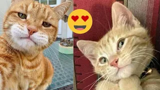Cute and Funny Cat Videos 2024 - best cat videos 2024😺cute baby cats😸 Part 43