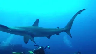 Cocos Island liveaboard dive trip.