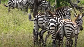 zebra scratch an itch - part 2 - each waits for their turn at this popular tree