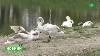 🦢Лебединий рай у горішньоплавнівському парку