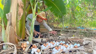 WOW WOW Lots of duck eggs at the base of the banana tree in the farm