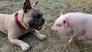 Mini piglet and French bull dog