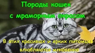 ПОРОДЫ КОШЕК С МРАМОРНЫМ ОКРАСОМ  В ЭТИХ КРАСИВЫХ И ЯРКИХ ПИТОМЦЕВ ВЛЮБЛЯЮТСЯ МГНОВЕННО