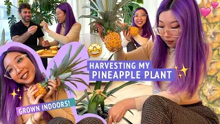 LET'S HARVEST + EAT MY PINEAPPLE that I grew as a houseplant! Propagation tips, pineapple lore 🍍👑