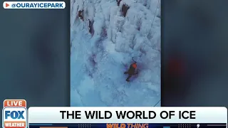 Climber Shows Wild World Of Ice Farming To FOX Weather