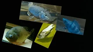 Feeding red belly piranha fish and a vampire fish and some great pike and perch footage