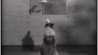 Lassie - Episode #255 - "Timmy and the Martians" - Season 7 Ep. 36 - 05/28/1961