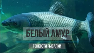 Главное о Белом амуре. Общие сведения. Где ловить? Как ловить? На что ловить? Советы и рекомендации.