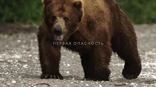 Трейлер «Медведи Камчатки. Начало жизни», 55 минут, Россия, 2018